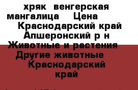 хряк “венгерская мангалица“ › Цена ­ 25 000 - Краснодарский край, Апшеронский р-н Животные и растения » Другие животные   . Краснодарский край